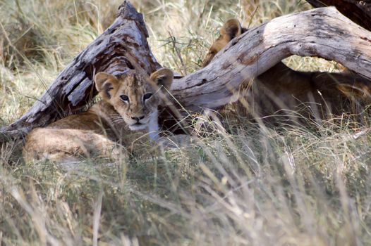 Two cubs lying under 