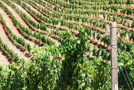 Wine field in South Africa