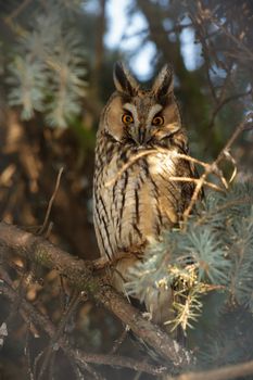 beautiful owl in the wild, nature series