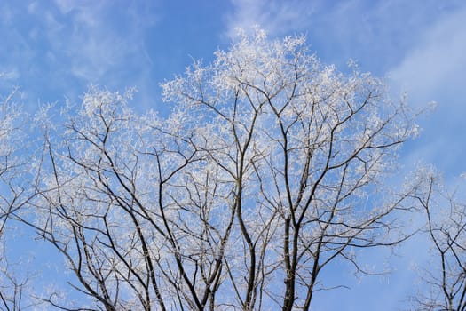 Branches of acacia tree covered with frost against the sky