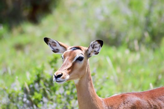 Impala isolated grazing in East Tsavo 