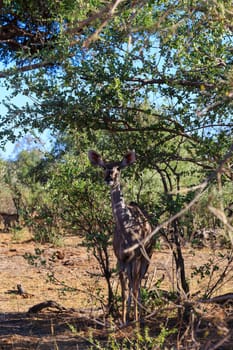 greater kudu (Tragelaphus strepsiceros) Africa safari wildlife and wilderness