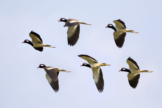 Image of flock bird flying in the sky. Wild Animals. (Red-wattle