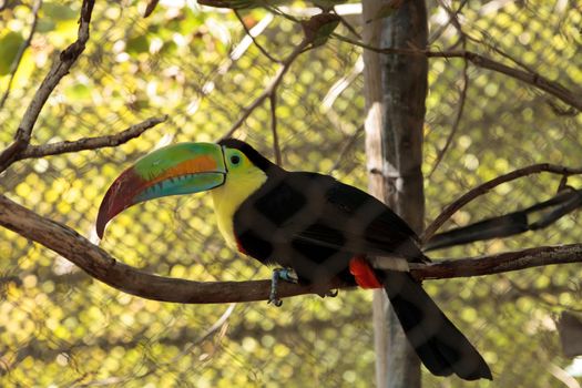 keel-billed toucan, Ramphastos sulfuratus