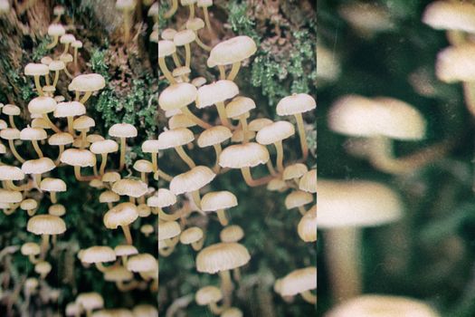 Poisoning inedible mushrooms in retro style