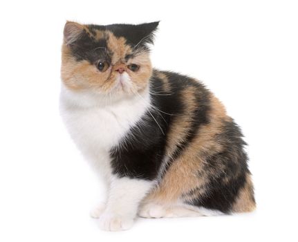 tricolor exotic shorthair cat