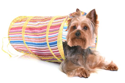 yorkshire terrier in agility