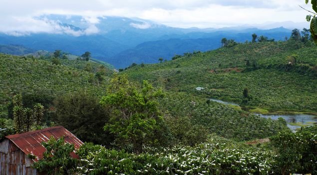 wide coffee plantation in blossoms season