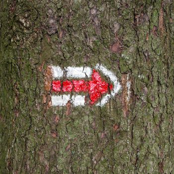 Czech tourist sign on tree trunk bark wood, hiking
