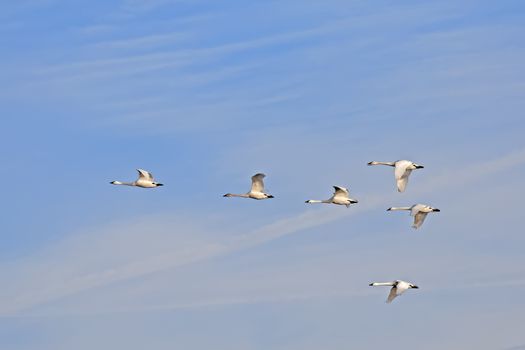Migrating Tundra Swans in Flight