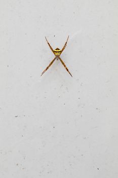 little spider on white wall background