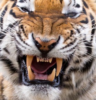 Tiger Snarl and Teeth