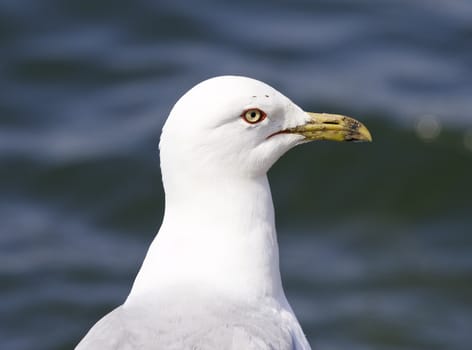Beautiful isolated photo of a ring-billed gull