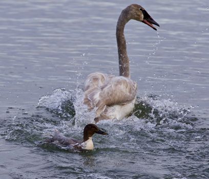 Isolated photo of a swan under attack of a  crazy duck