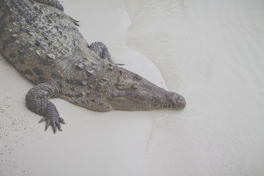 Crocodile on the sea shore .