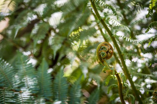 New Zealand iconic fern koru 