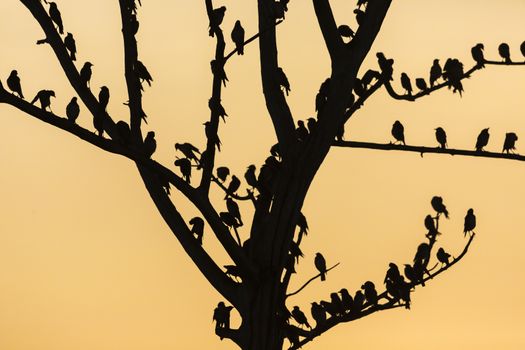 Big tree with birds silhouette sunrise red sky background at Uda