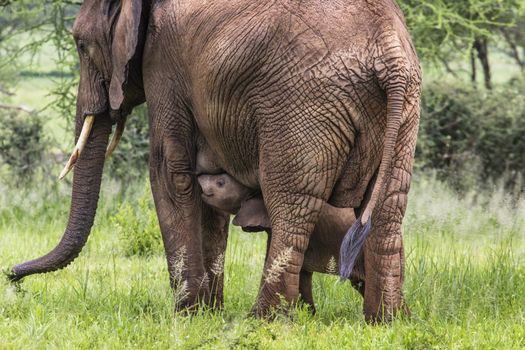Mother and baby african elephants walking in savannah in the Tar