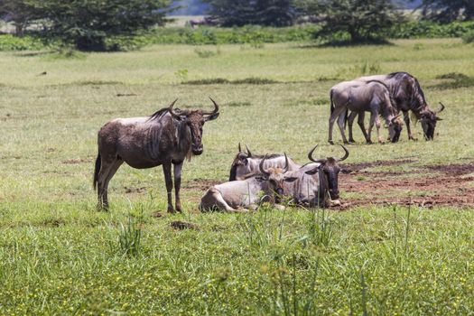 Wildebeests (Connochaetes Taurinus) Walking on Line, Ngorongoro 