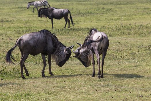 Two battling Wildebeests about to smash their heads against each
