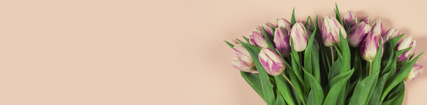 Pink tulips on pink background