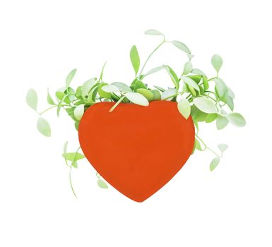 Green plants in red heart pot isolated