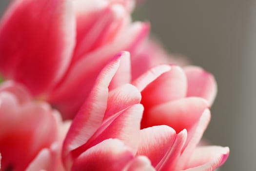 Bouquet pink tulip