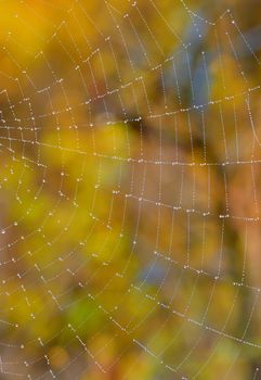 Web closeup on the forest