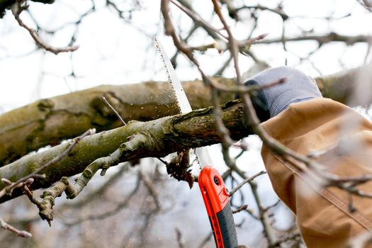 image of a Pruning apple tree in march