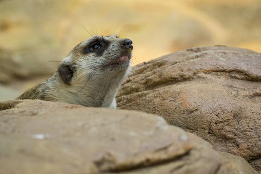 Image of a meerkat or suricate on nature background. Wild Animal