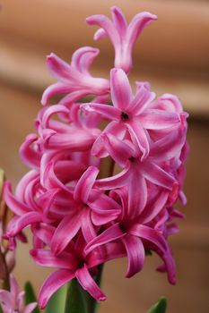 Hyacinth, Hyacinthus