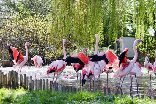 Group of Camargue pink flamingos 
