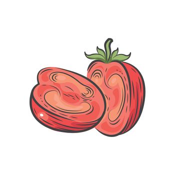 Tomato Cut half vector drawing watercolor