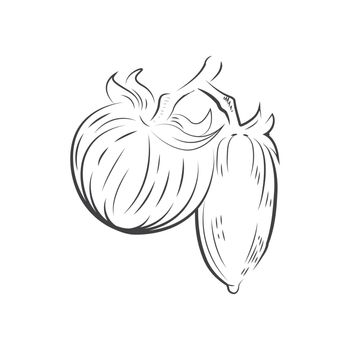 Tomato drawing icon vector
