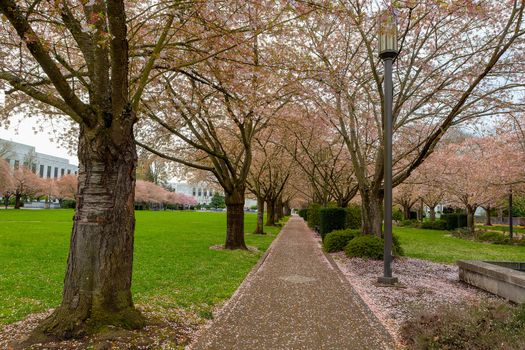 Cherry Blossom Trees by lamp posts along walking path in downtown park in Salem Oregon during spring season