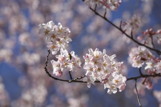 cherry tree blossom 