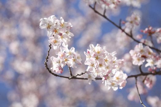 cherry tree blossom 