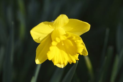 Yellow Daffodil    