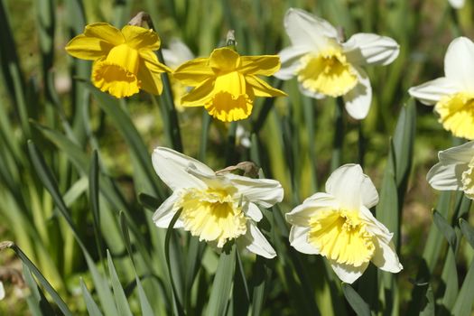 white Daffodils       