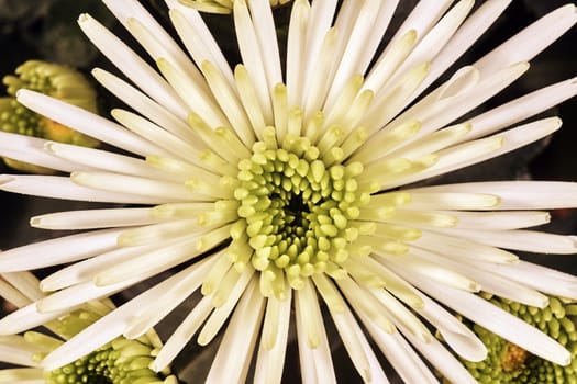 flower Chrysanthemum Bristle