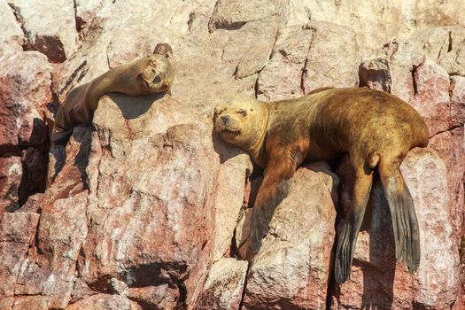 Two seals having a nap on the rocks at Ballestas island, Paracas