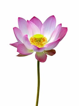pink Nelumbo lotus