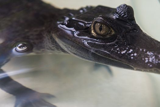 Beautiful caiman crocodile