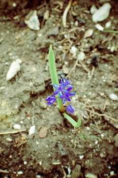 Flowers of Wood squill Scilla siberica in spring forest