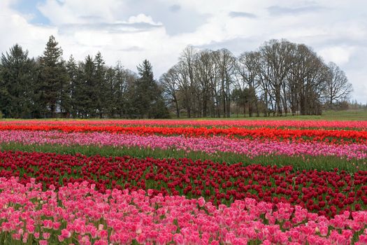 Colorful Tulips Blooming at Tulip Festival