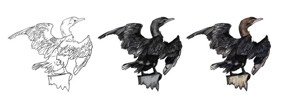 Drawing of Little cormorant bird