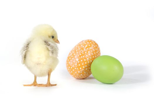 Holiday Themed Image With Baby Chicks and Eggs