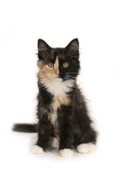 Adorable Long Haired Domestic Kitten With a Split Face