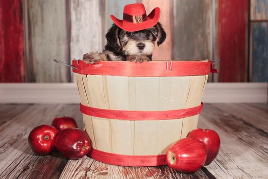 Cute Teacup Yorkie Puppy in Adorable Backdrops and Prop for Cale