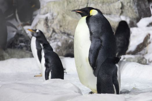 Emperor Penguin Looking On